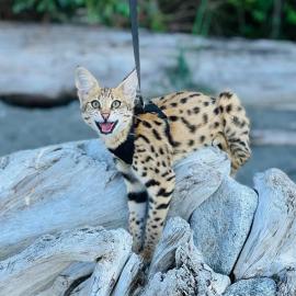 savannah f1 kitten und caracal, caracat,