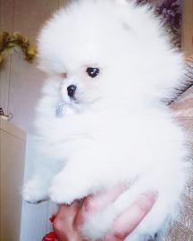Jovial Teacup Pomeranian Pups Verf?gbar