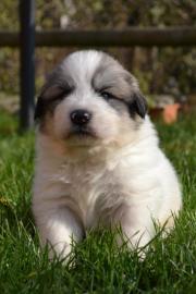Pyren�enberghund Welpen