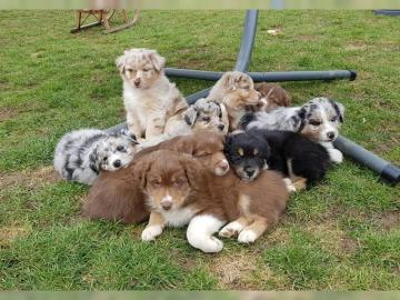 Erh?ltlich Australian Shepherd Babys mit