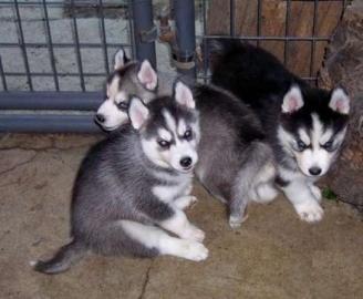 Siberian Husky Welpen aus kontrollierter