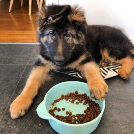 Deutscher Sch�ferhund Welpen zu verkauf