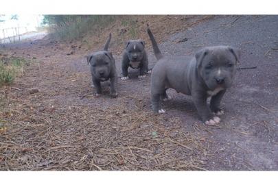 zuckers�� Reinrassige pitbull blueline w