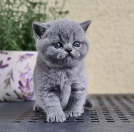 Britisch-Kurzhaar-K�tzchen sind unwiders