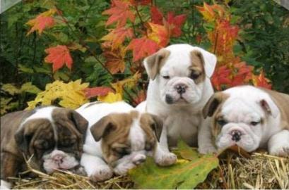 Englische Bulldogge Welpen mit papieren