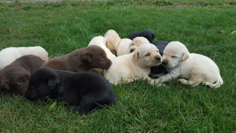 Wundersch�ne Labradorwelpen in Sonderfar