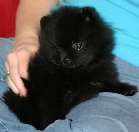 Zwergspitz / Pomeranian welpen mit viel