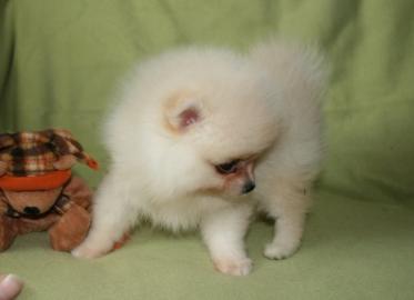 Zwergspitz / Pomeranian welpen mit viel