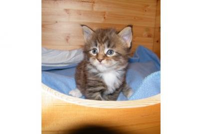 Super s�sse Maine Coon Kitten