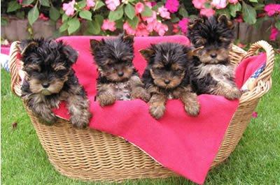 Supers�sse Wundersch�ne Mini-Yorkshire W