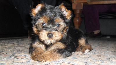 Supers�sse Wundersch�ne Mini-Yorkshire W