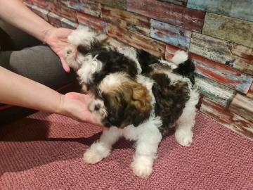 Shih Tzu Welpen
