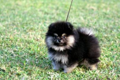 Reinrassiger PomeranianZwergspitzwelpe