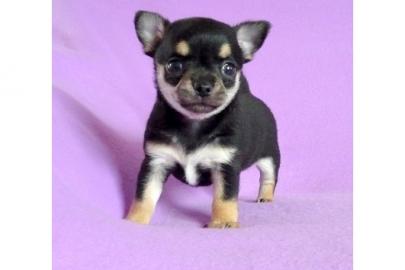 wundersch�ne Chihuahua-Welpen mit Papier
