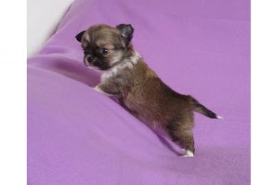 wundersch�ne Chihuahua-Welpen mit Papier