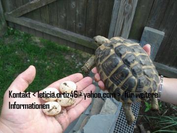 Schildkr�ten und fruchtbare Eier verf�gb