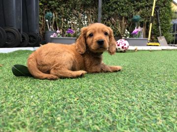 Cocker Spaniel Welpen zu verkaufen