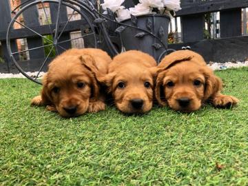 Cocker Spaniel Welpen zu verkaufen