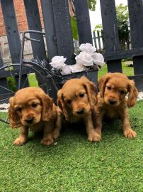 Cocker Spaniel Welpen zu verkaufen