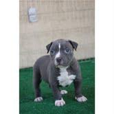 niedlichen pitbull Welpen