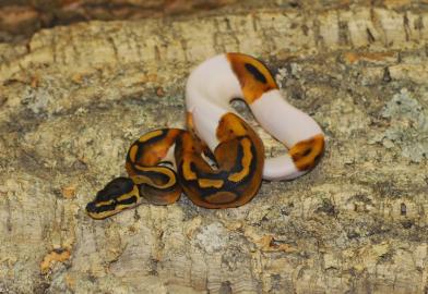 Albino und Piebald Ball Pythons zum Verk