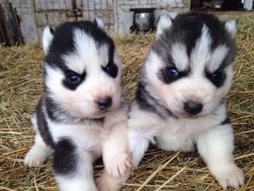 Siberian Husky Welpen