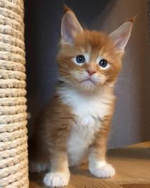 Wundersch�ne Maine-Coon-Katzen abzugeben