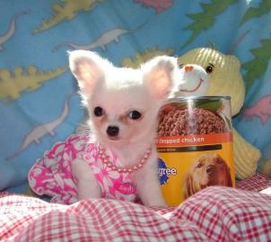chihuahua Welpen 10 Wochen mit Papiere . 