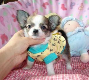 chihuahua Welpen 10 Wochen mit Papiere . 