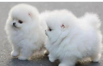 Wundersch�ne Pomeranian Zwergspitz Welpe