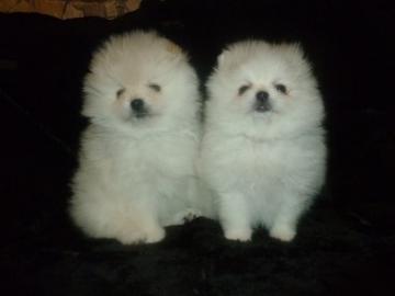 Pomeranian Zwergspitz Mini Welpen