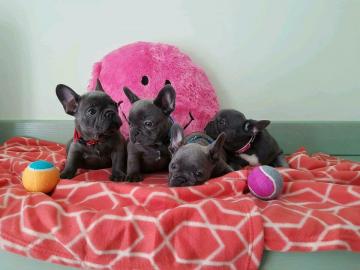 Franz?sische Bulldoggen Welpen