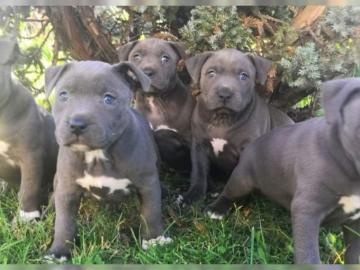 Reinrassigen American Pitbull Terrier We