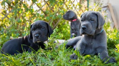 Deutsche Doggen Welpen mit DDC Papieren