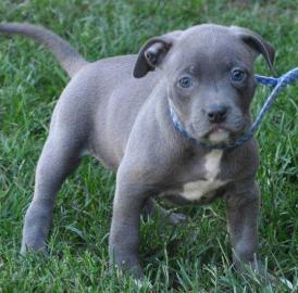 American Pitbull Blue Line Reinrassig