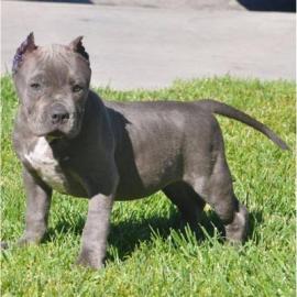 American Pitbull Blue Line Reinrassig