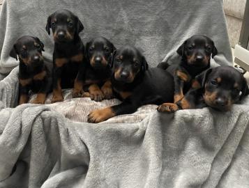 Typvolle Dobermannwelpen mit Ahnenpass W