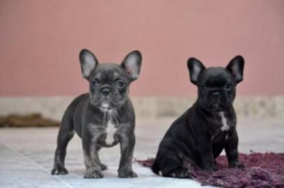 Franz�sische Bulldogge R�de Red /Fawn!