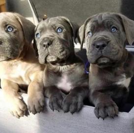 Mini Cane Corso Welpen mit Ahnentafel