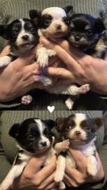 zwei s��e Chihuahua Welpen suchen ein Zu