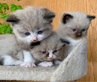Ragdoll K?tzchen