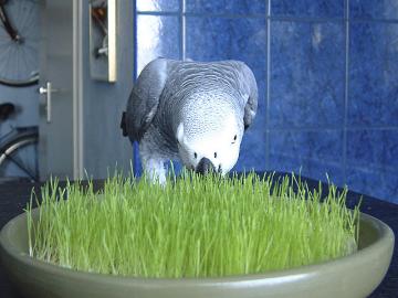 Graupapagei Amy sucht ein neues Zuhause