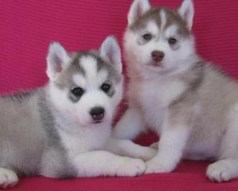 Wundersch�ne Siberian Husky Welpen