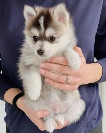Reinrassige Pomsky Welpen
