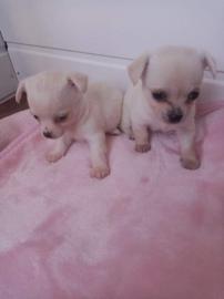 Superkleine Erh?ltlich Mini-Chihuahua-We