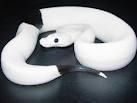Paar Schecken und Albino Pythons. 