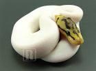 Paar Schecken und Albino Pythons. 