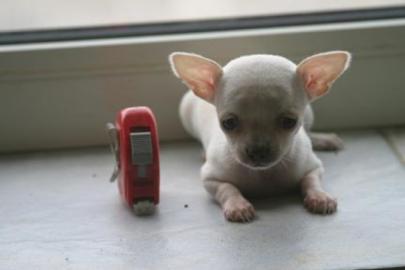 **Zauberhafte Chihuahua-Welpen (Schokowe