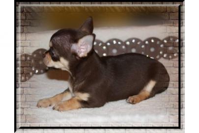**Zauberhafte Chihuahua-Welpen (Schokowe