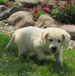 M?nnliche und weibliche Golden Retriever